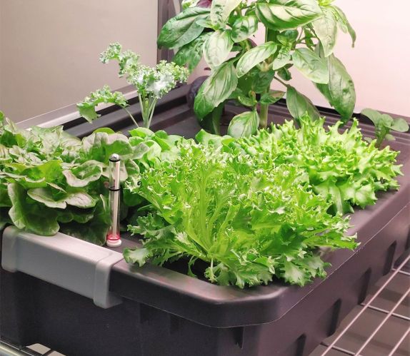 Hydroponic Gardening Bin