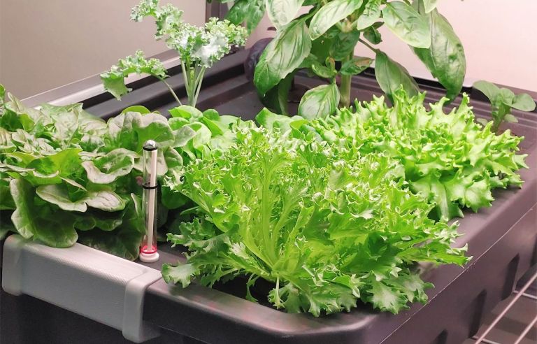 Hydroponic Gardening Bin