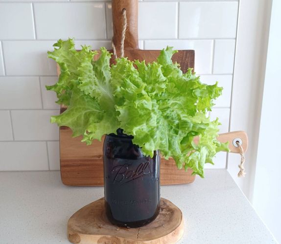 Lettuce growing in hydroponic mason jar