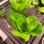 Romaine Lettuce in Hydroponic grow bin