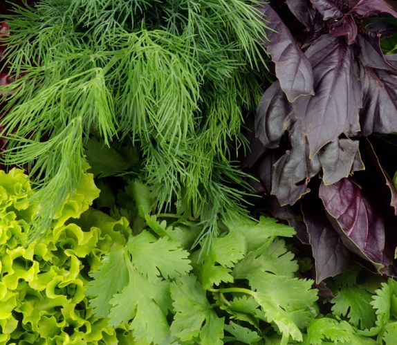 Leafy Greens and Herbs