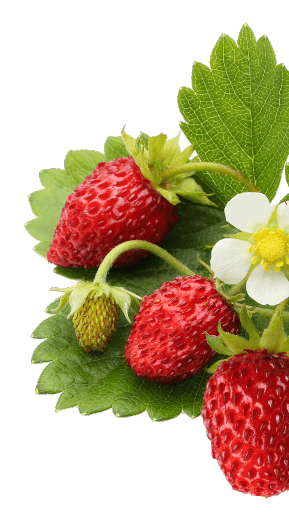 Strawberry growing with leaf and flower