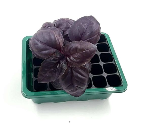 Purple-Basil-Starter-Plant-574x499.jpg