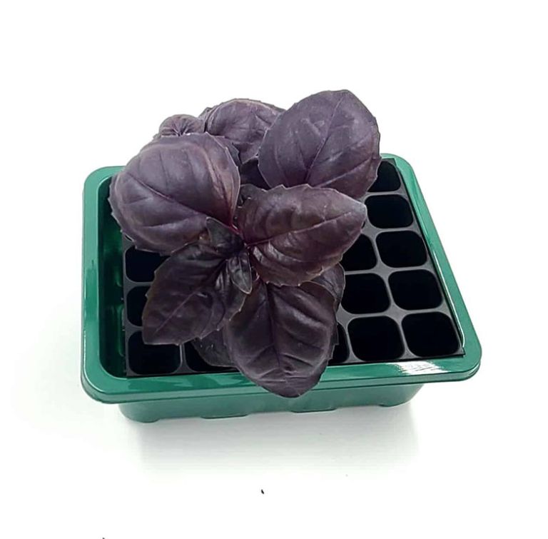 Purple-Basil-Starter-Plant-768x755.jpg