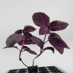Purple basil starter plant 2 150x150