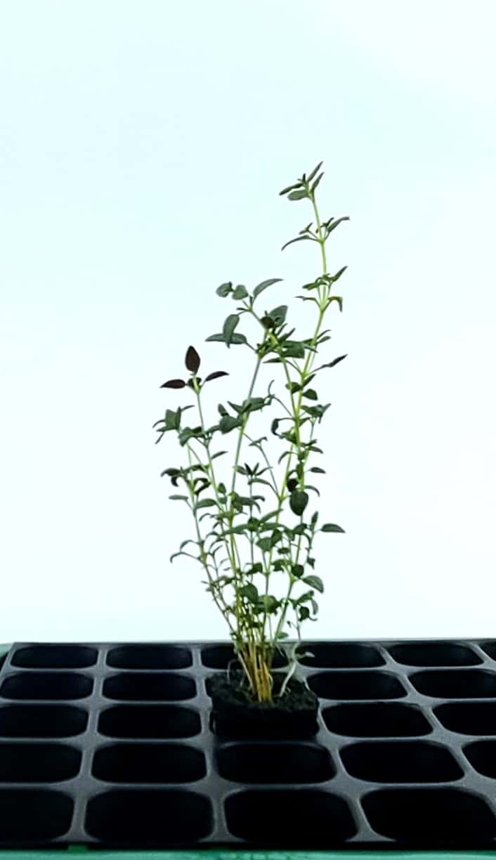 Thyme-Starter-Plant.jpg