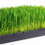 Grass in tray 150x150