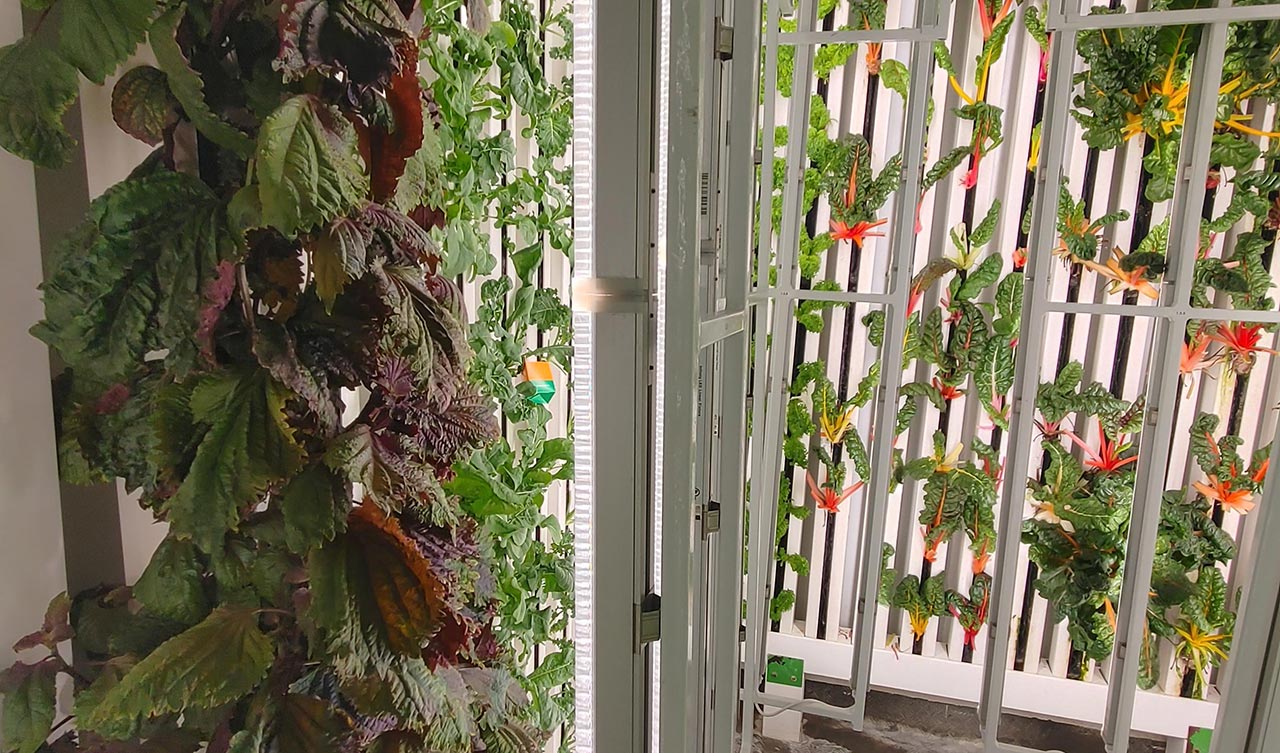 Inside grow room with Chard and Shiso