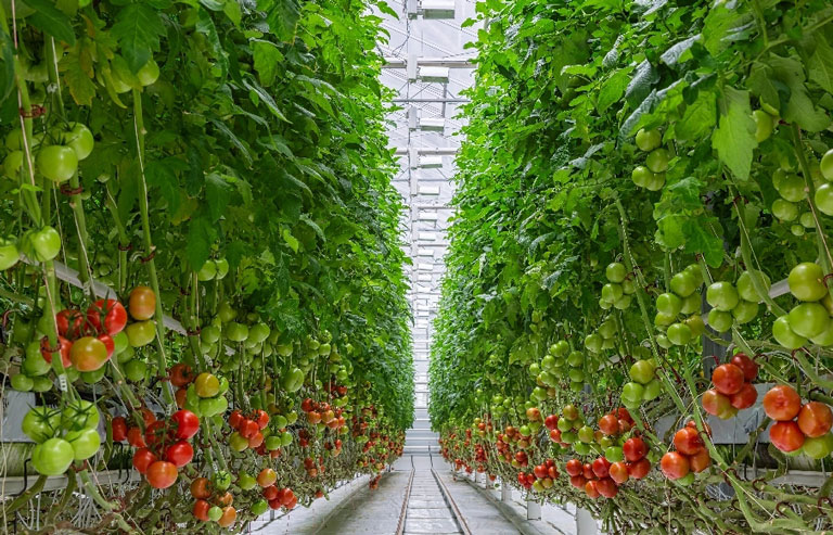 Greenhouse with Hydroponic tomatoes