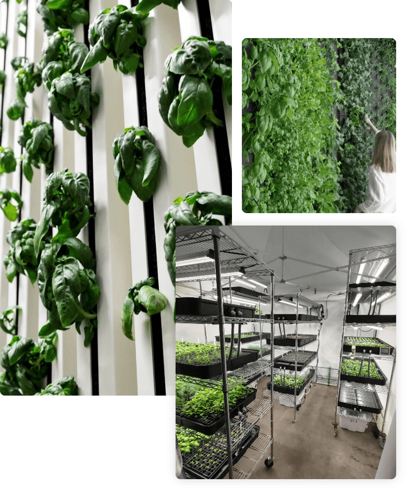 Harvest walls and vertical farming