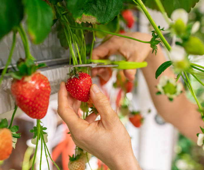 Harvesting Strawberry from indoor farm