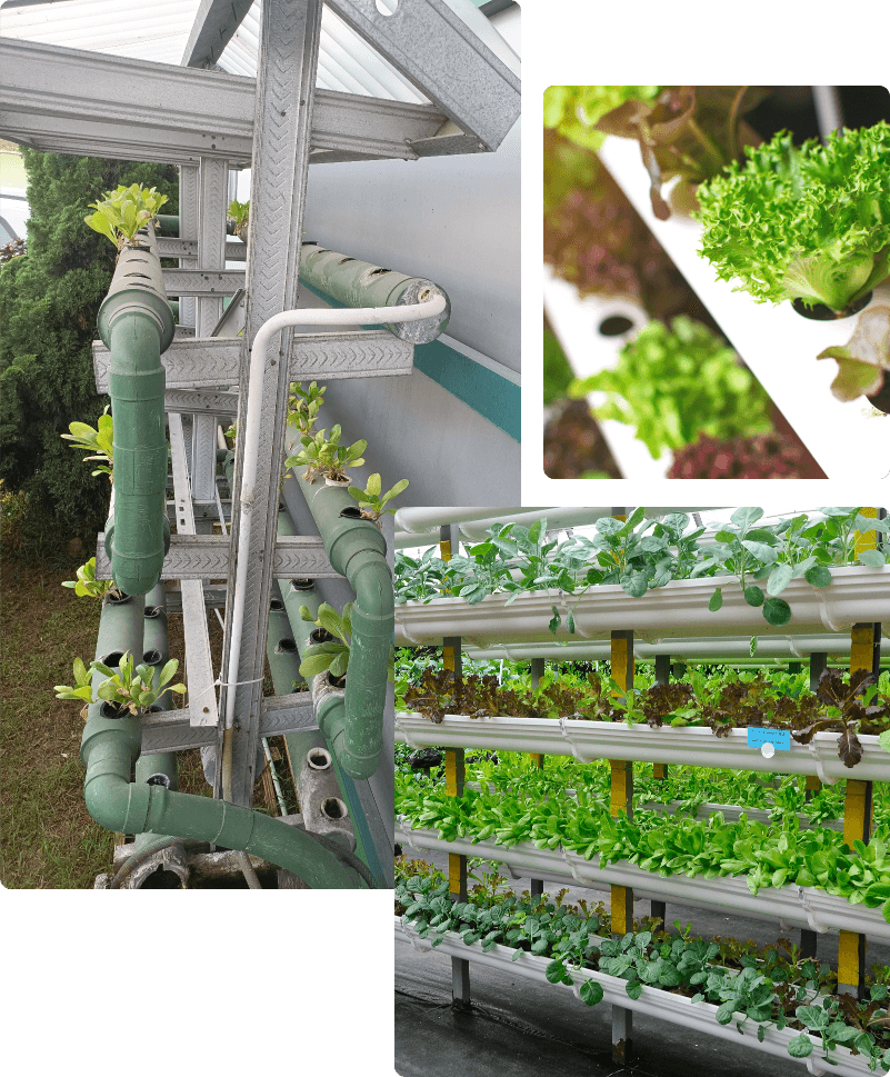 Indoor Hydroponic Farm