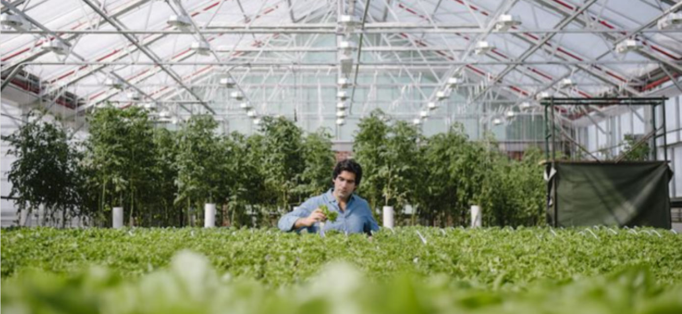 Man in hydroponic farm