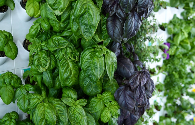 Grow wall with fresh green and purple basil