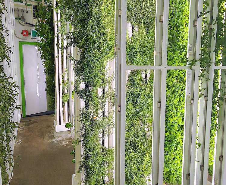 Grow wall inside commercial indoor farm