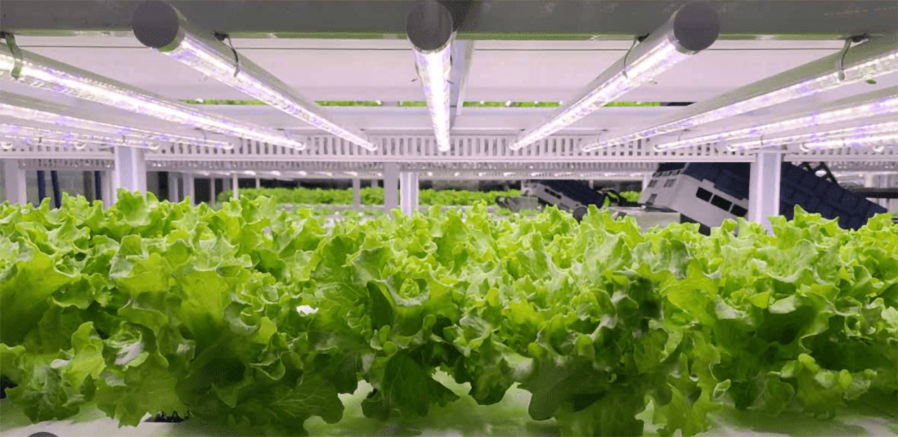 Hydroponic lettuce