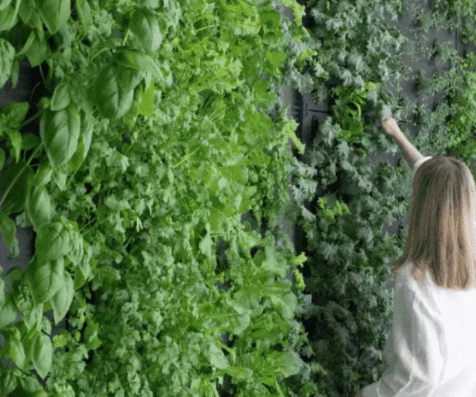Woman picking herbs from living grow wall
