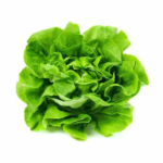 Bibb-Lettuce-150x150.png