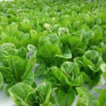 Romaine lettuce 150x150