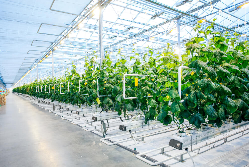 A Deep Dive into Indoor Farming NuLeaf Farms