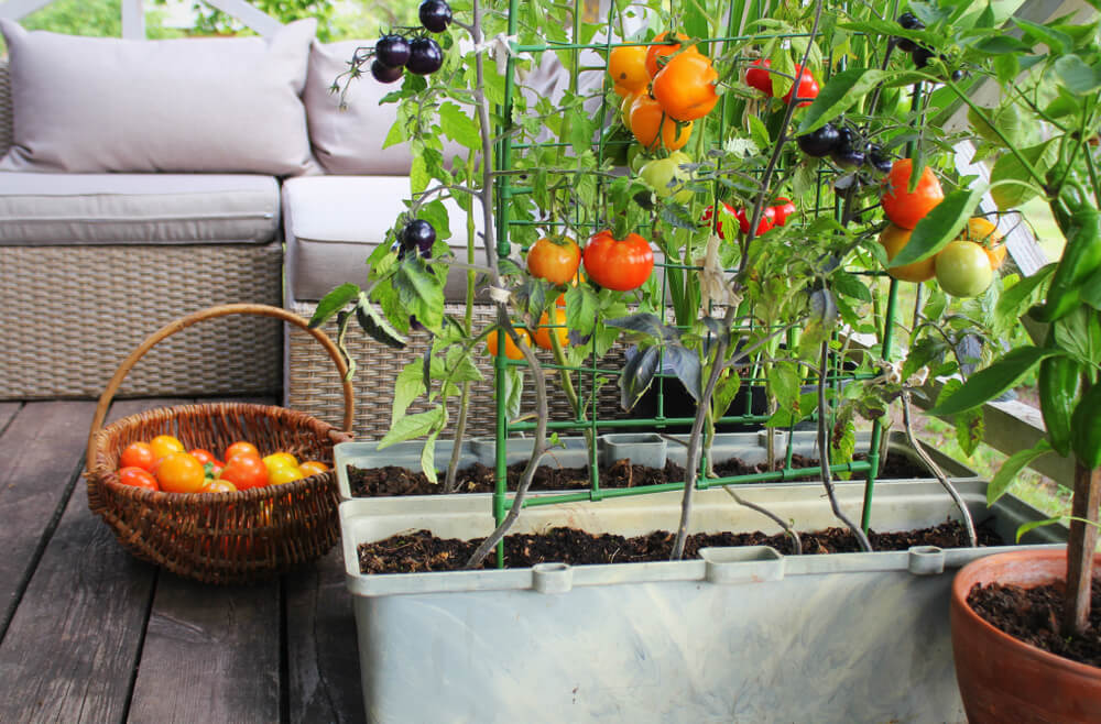 Growing Food at Home