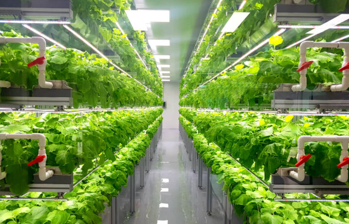 Space and Efficiency in Indoor Farming