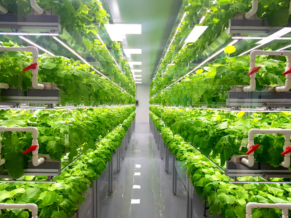 Space and Efficiency in Indoor Farming