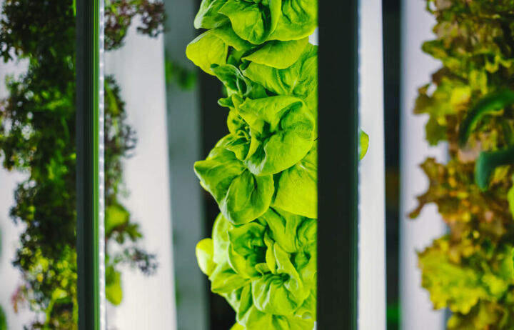 Setting Up a Commercial Vertical Farm