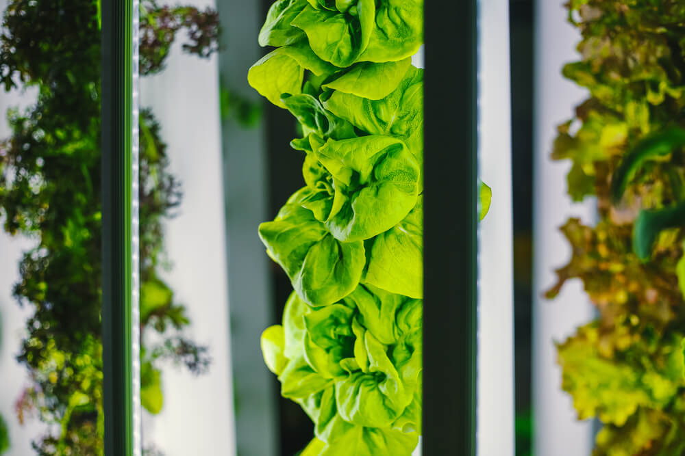 Setting Up a Commercial Vertical Farm