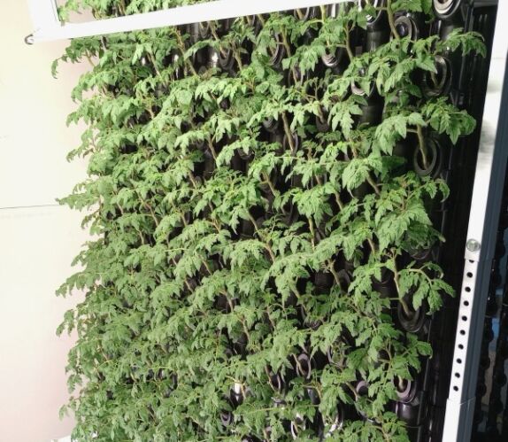 Evergreen wall 1 574x499