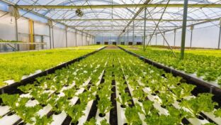 Food Security vs Food Sovereignty