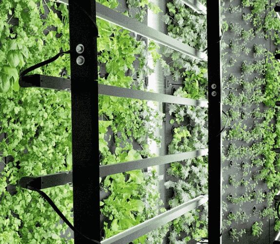 Hydroponic Indoor Farm