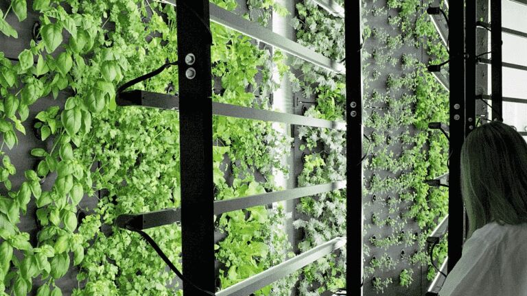 Hydroponic Indoor Farm
