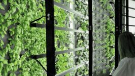 Hydroponic Indoor Farm