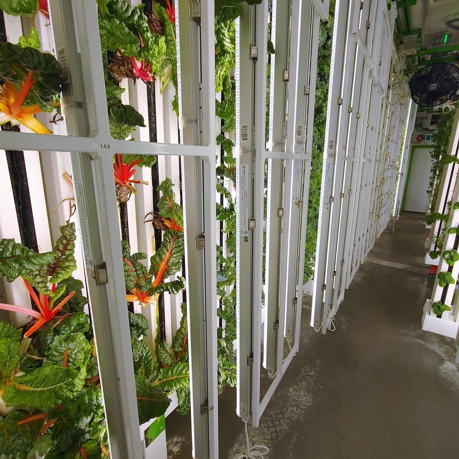 Hydroponic Indoor Farm Grow Room