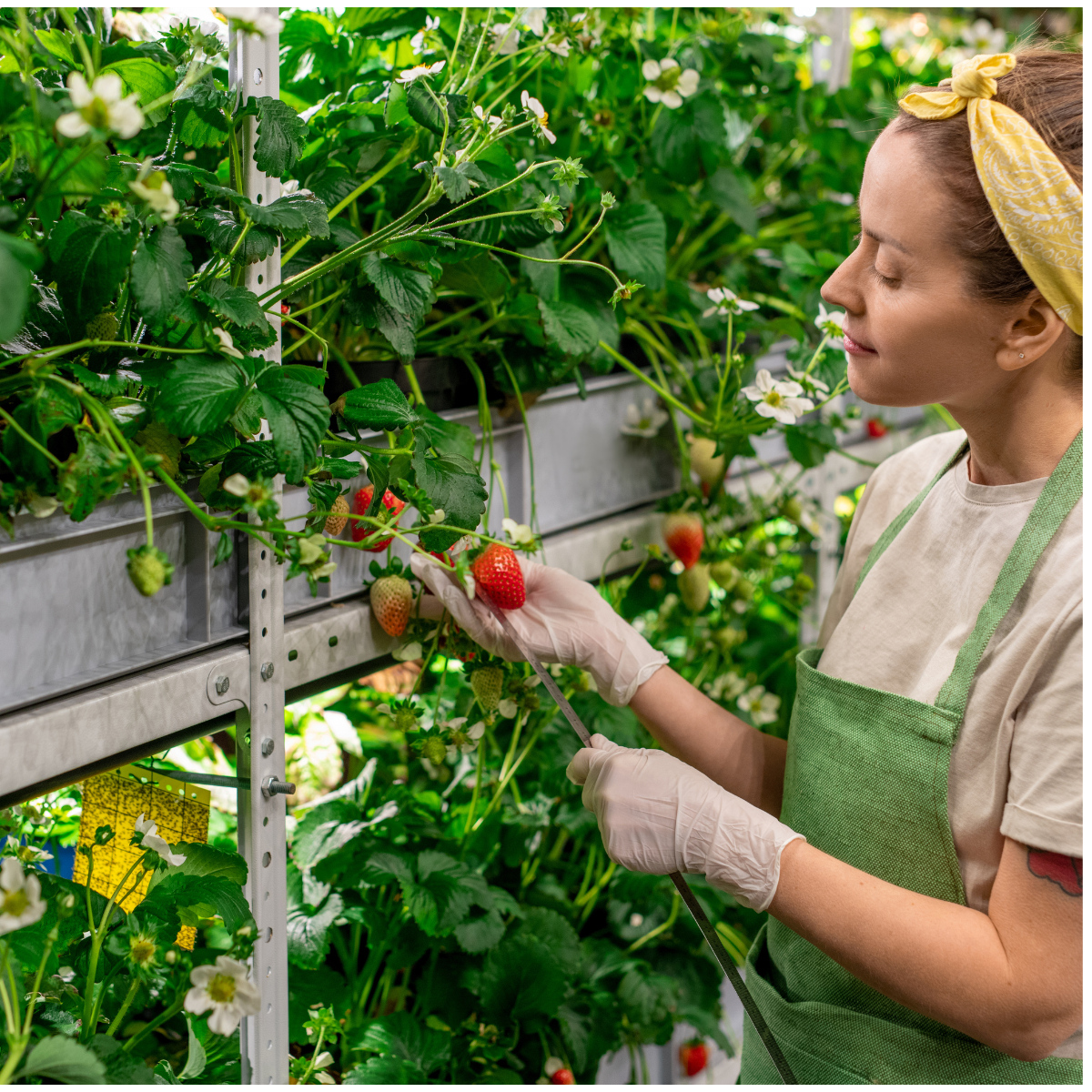 Food Bank Berries