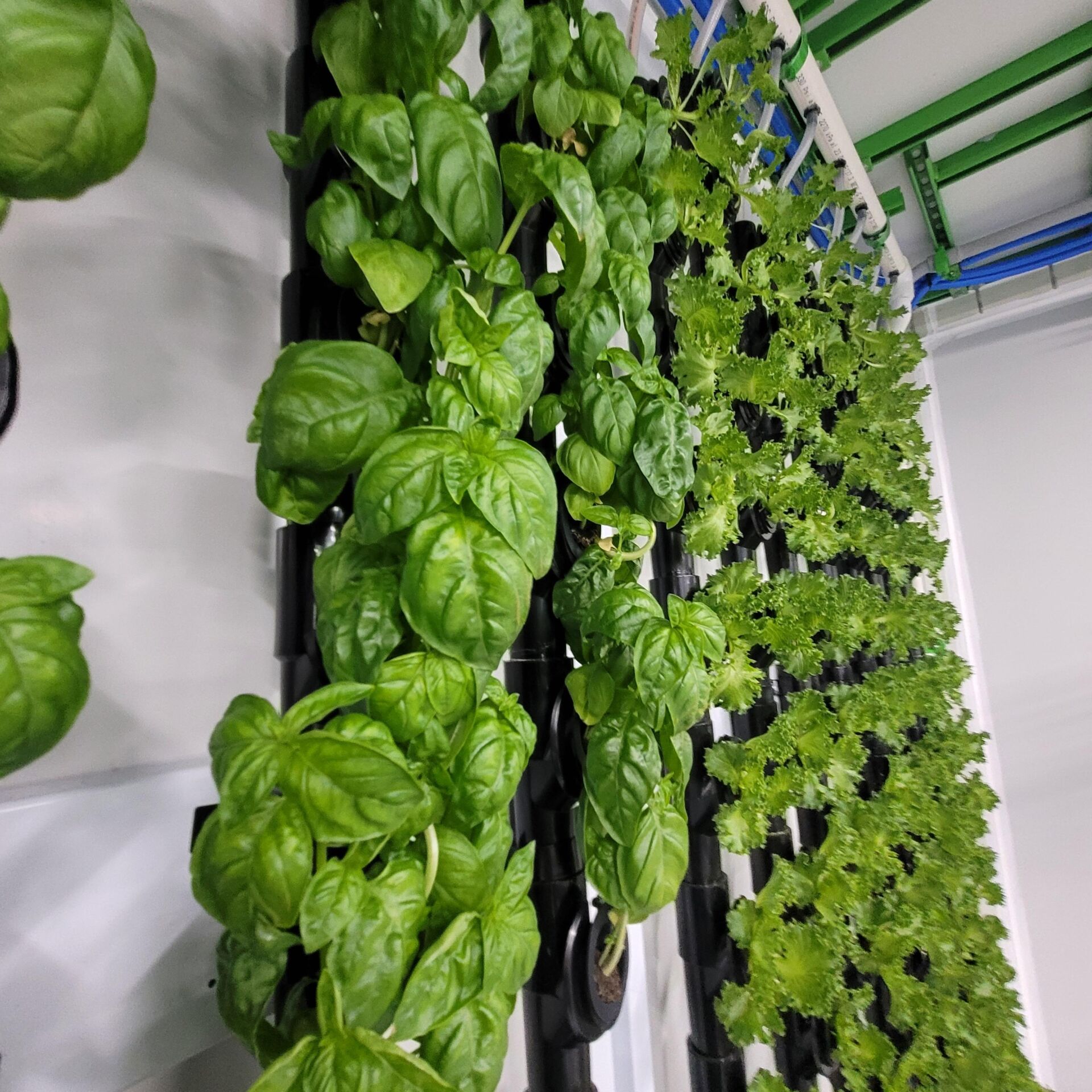 Hydroponic Basil inside modular farm