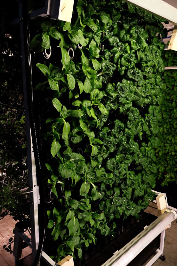 Bok choi 2 682x1024