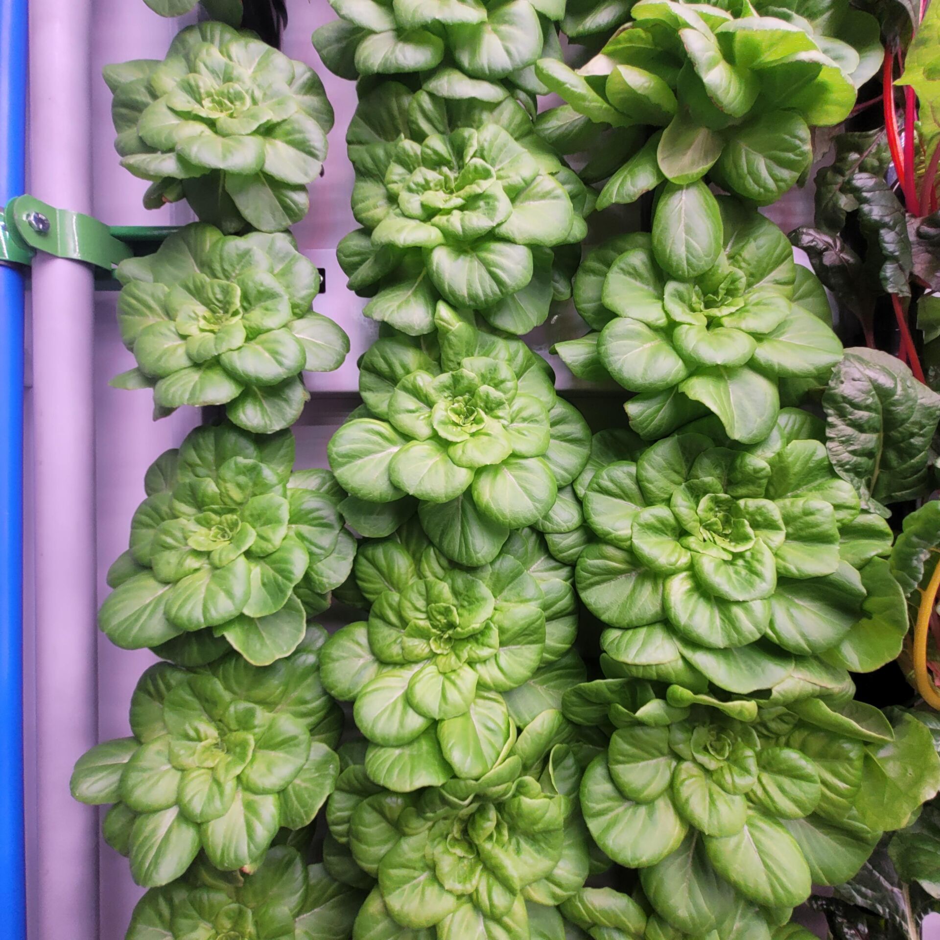Leaf and Root Support