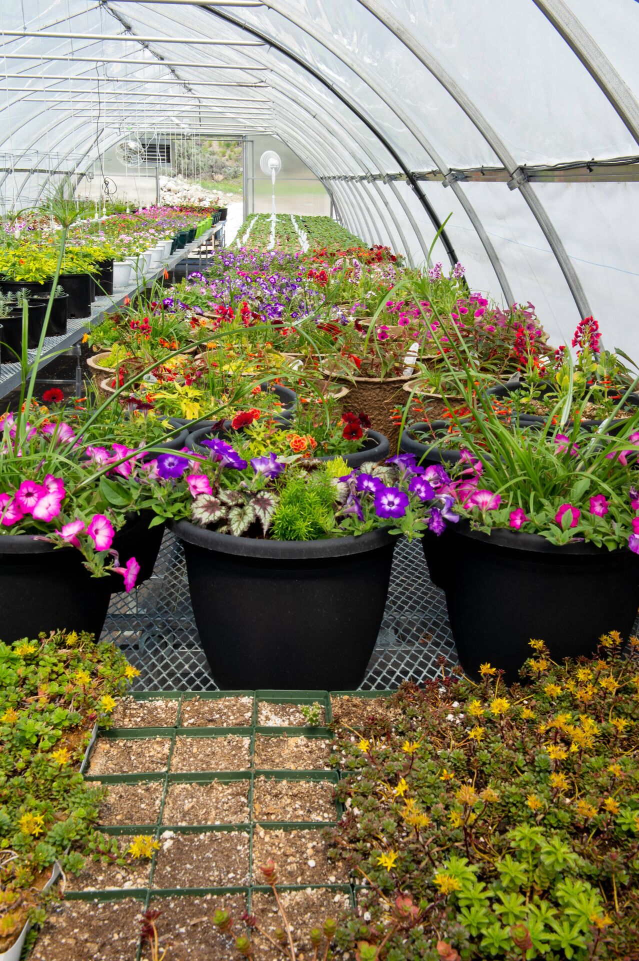 Greenhouse Control